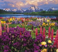 Grand Teton