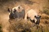 African Travel, Inc. Celebrates Rhino Conservation on National Endangered Species Day