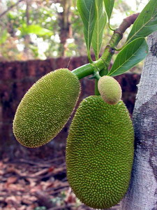 Courtesy Wikipedia http://en.wikipedia.org/wiki/File:Young_Jackfruit.JPG