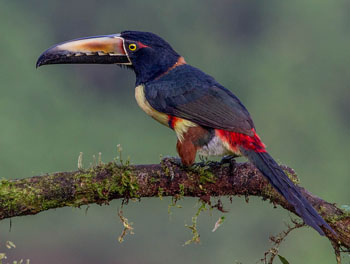 Collared Aracari