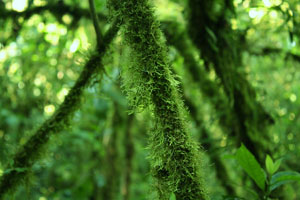 Cloud Forest