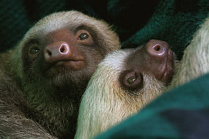 Sloths