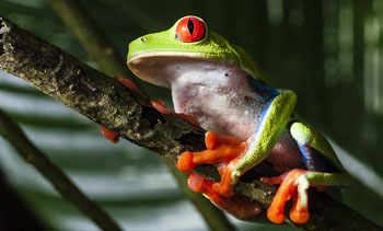 Red-eyed tree frog