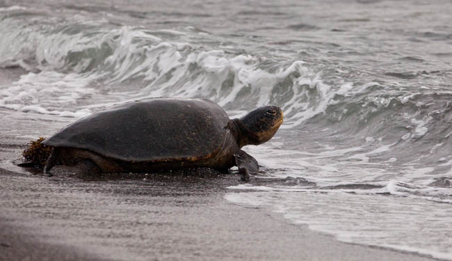 Green turtle in the Galapagos Islands