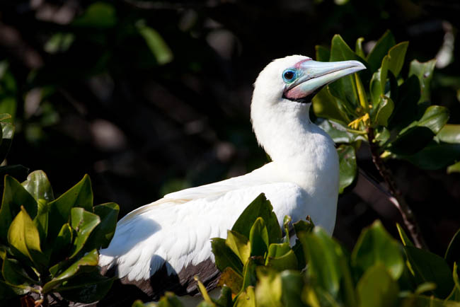 Red Footed Booby in the Galapagos Islands