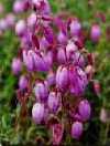 Scottish Heather