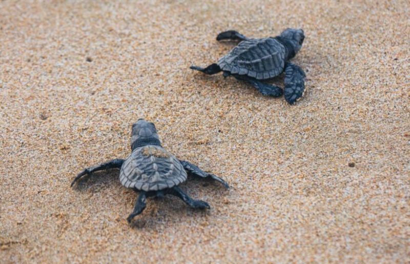 Sea turles in Los Cabos