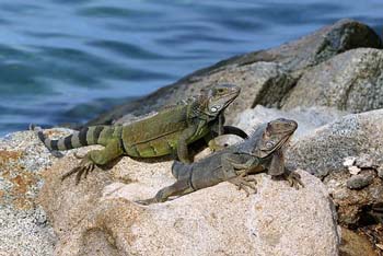 Aruba