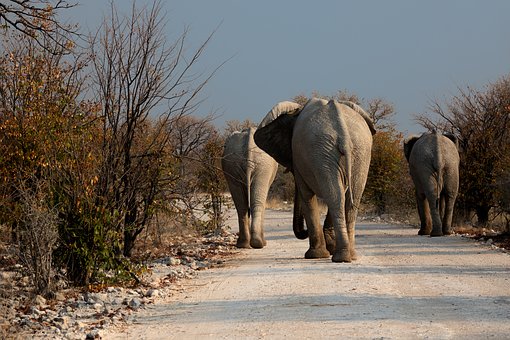 Elephants, Botswana