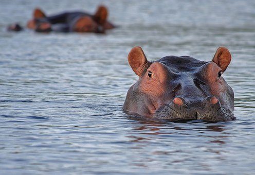 Hippo, Botswana