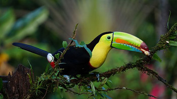 Costa Rica toucan