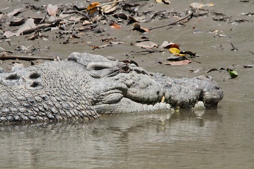 Crocodile