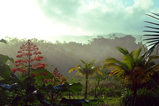 Rainforest in French Guiana