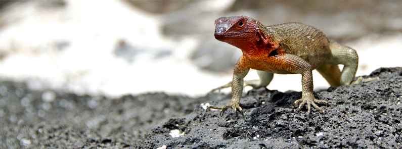 The Galapagos Islands off Ecuador