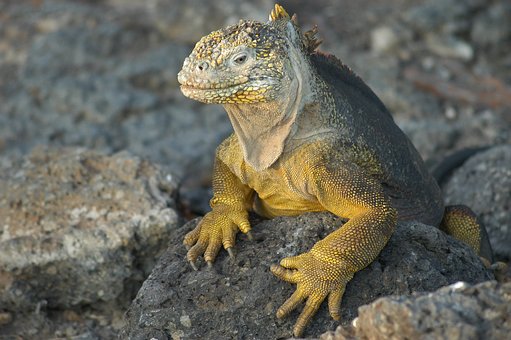 Galapagos islands