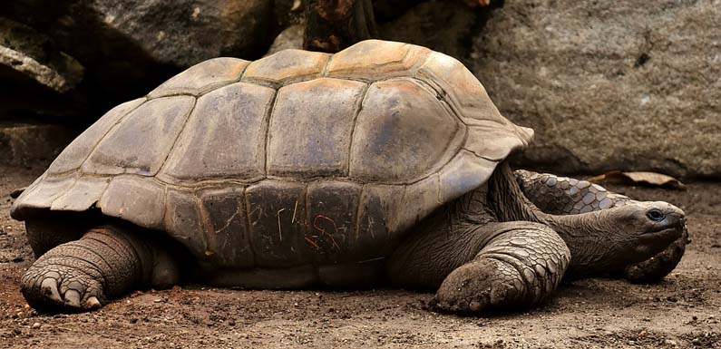 Giant Tortoise in Zanzibar City