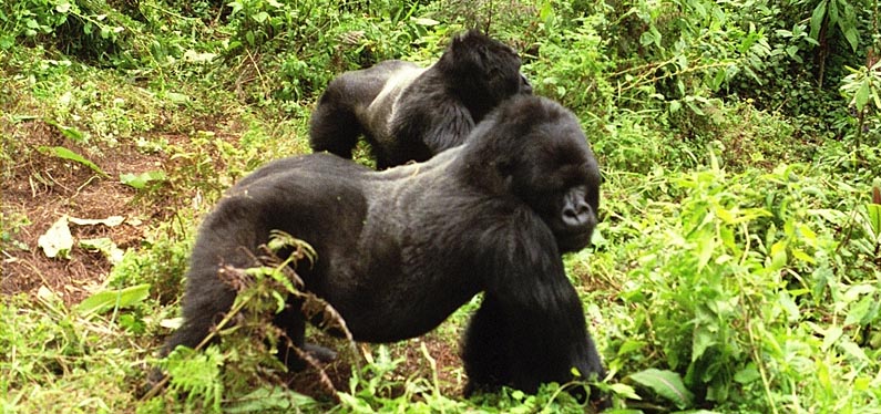 Mountain gorilla trekking in Rwanda