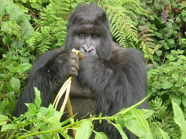 Mountain gorilla in Volcanoes National Park, Rwanda