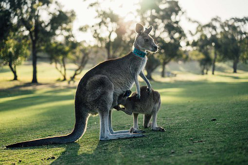 Kangaroo