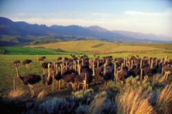 Ostrich in Klein Karoo