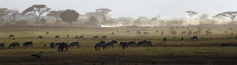 Wildlife in Kenya