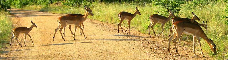 Kruger National Park