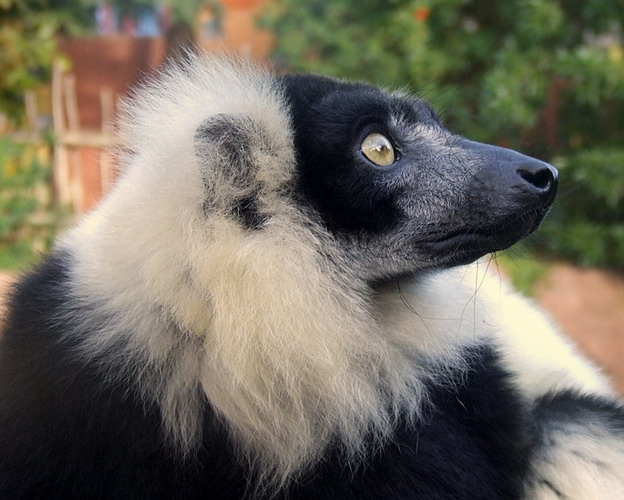 Lemur in Bioparc Fuengirola