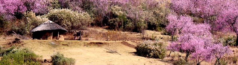 Peach trees in spring in Lesotho