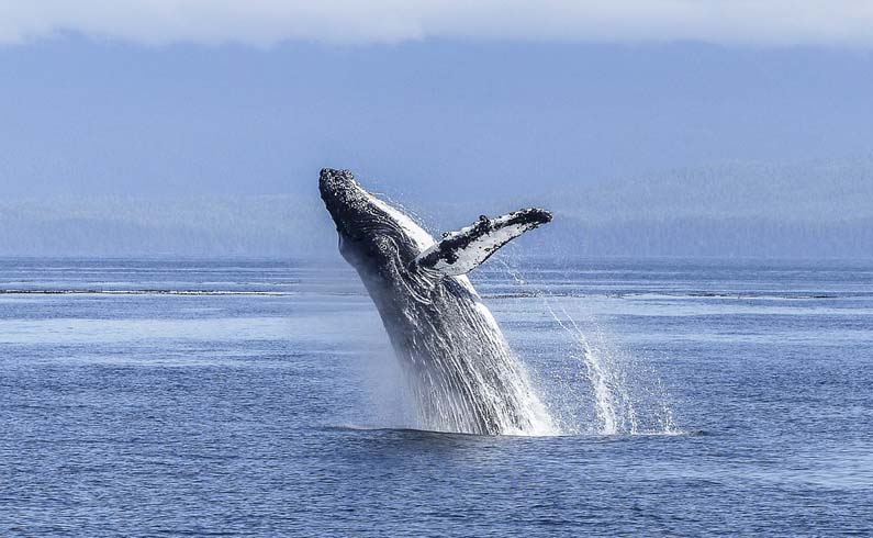 Humpback whale in Maui