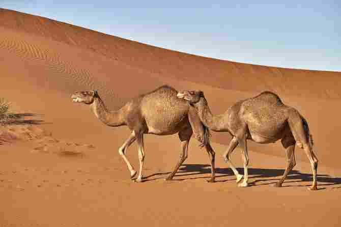 Camels in Morocco