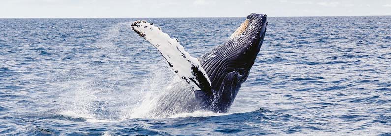 Whale breeching