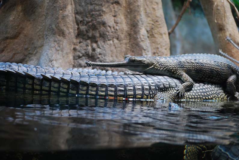 Crocodile Zoo, Prague