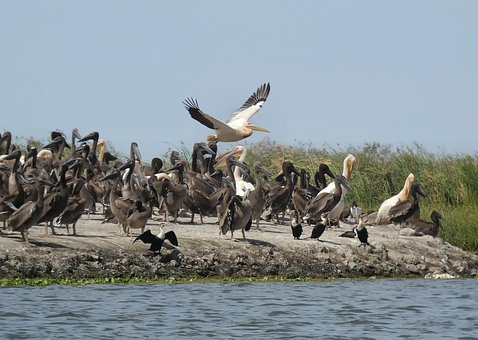 Senegal