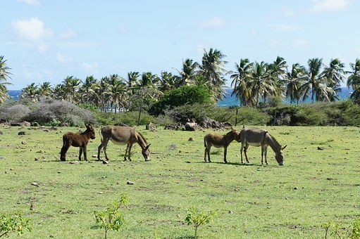 St Kitts and Nevis