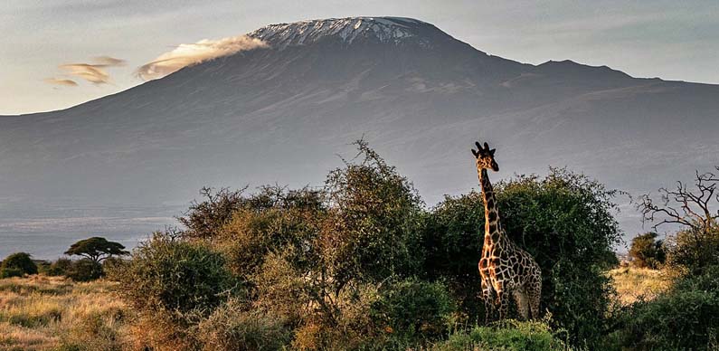 Mt Kilimanjaro