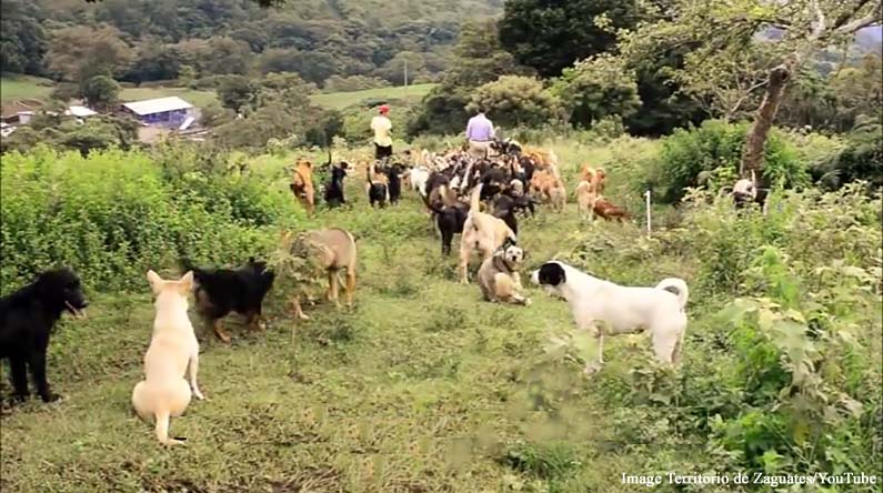 Territorio de Zaguates - Land of the Strays