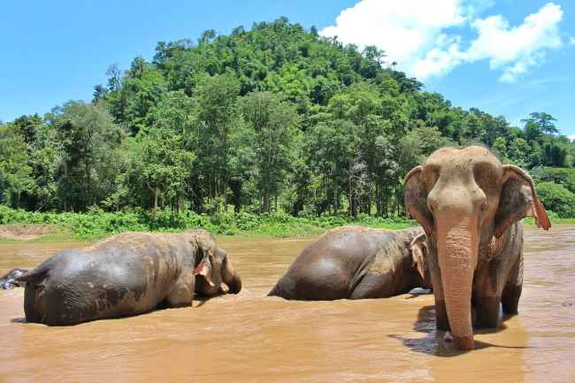 Elephant in Phuket, Thailand