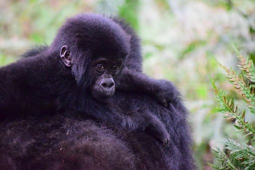 Gorilla