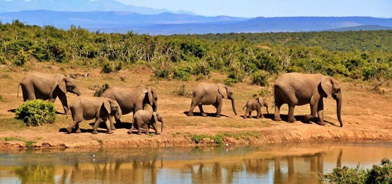 Safari in Zambia