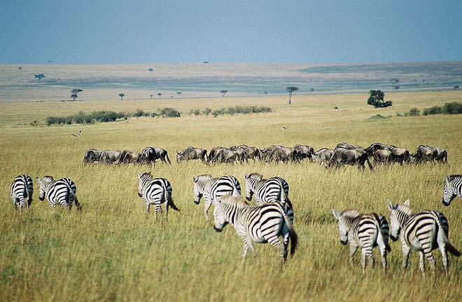 Zebra and Wildebeest