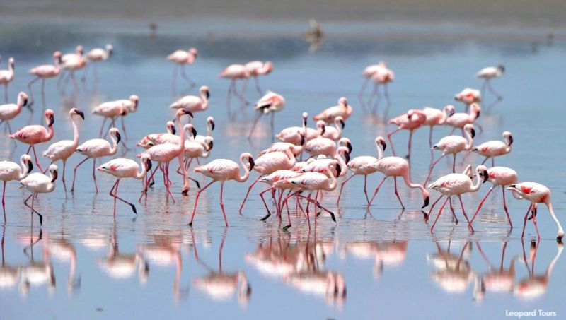 Flamingos in Lake Nakuru National Park