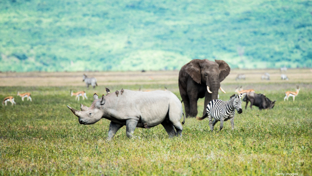 Rhino, elephant and Zebra in the Ngorongoro Crater Tanzania