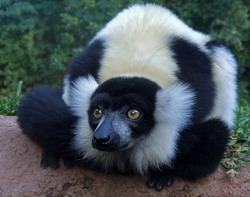 Black and white lemur