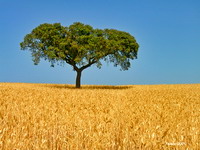 Typical view of Alentejo