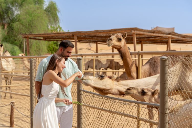 Qasr Al Sarab Desert Resort by Anantara, Abu Dhabi