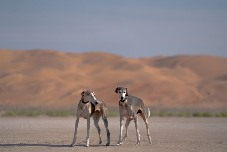 Qasr Al Sarab Desert Resort by Anantara, Abu Dhabi