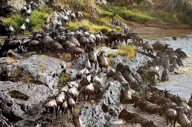 Great Migration, Tanzania