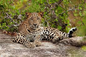 Sri Lankan leopard