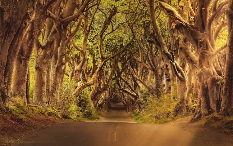The Dark Hedges in Northern Ireland - iconic set for Game of Throines
