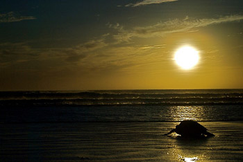 Leatherback turtle in Costa Rica